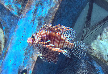 三亚亚特兰蒂斯失落的空间水族馆第 144 张图片