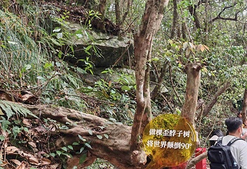 石台牯牛降第 86 张图片