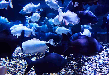 海滨城浩海立方海洋公园第 52 张图片