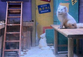 上海海昌海洋公园第 332 张图片