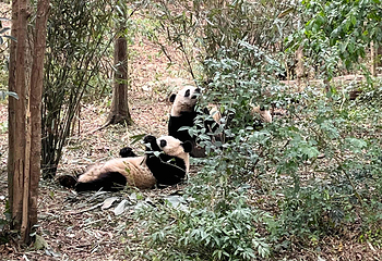 成都大熊猫繁育研究基地第 538 张图片