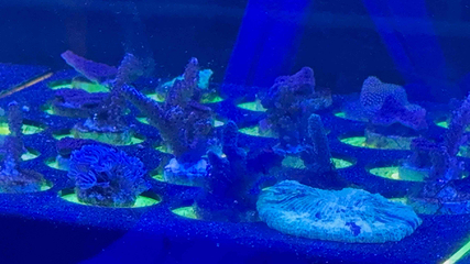 吉隆坡城中城水族馆第 54 张图片