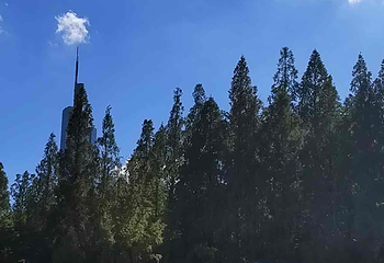 玄武湖景区第 104 张图片