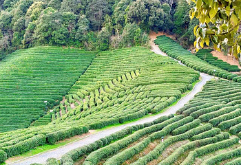 杭州龙坞茶村第 14 张图片