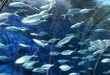 上海海洋水族馆第 168 张图片