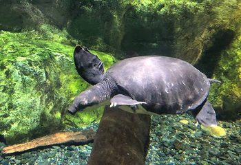 Sea Life COEX水族馆第 40 张图片