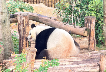 成都大熊猫繁育研究基地第 212 张图片
