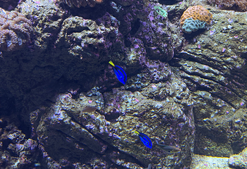 凯恩斯水族馆第 68 张图片