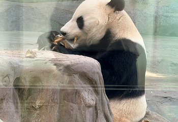 绵阳中华大熊猫苑第 10 张图片