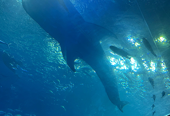 冲绳美丽海水族馆第 234 张图片