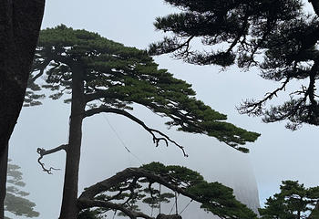 黄山风景区第 456 张图片