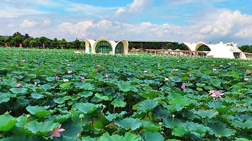 三水荷花世界-荷香文创街
