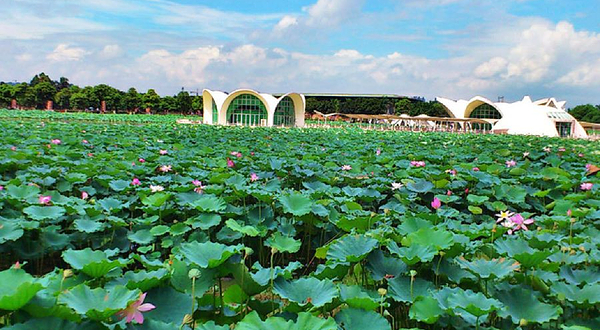 三水荷花世界-荷香文创街