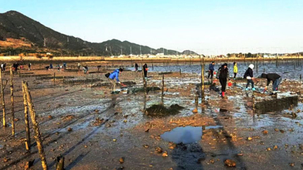 霞浦牛屿滩涂赶海体验中心第 1 张图片