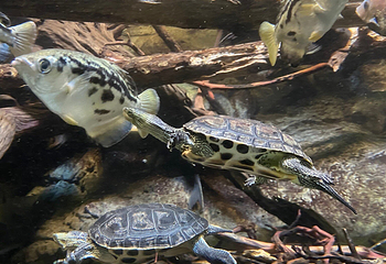 丹麦国立水族馆第 40 张图片