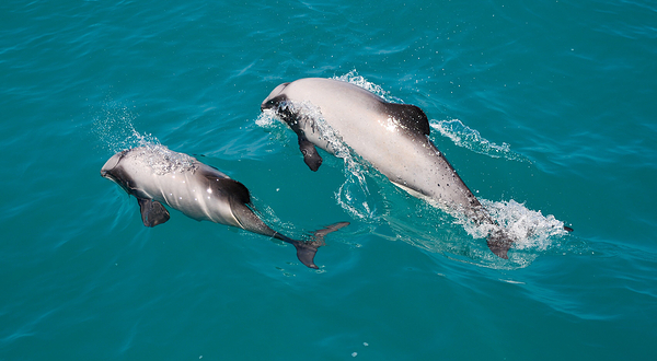 阿卡罗阿海豚观赏航行