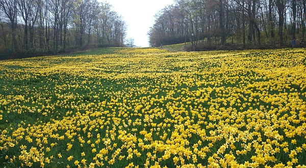 宫城藏王黑帽子度假村