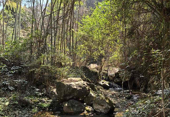 千岛湖红山谷景区第 36 张图片