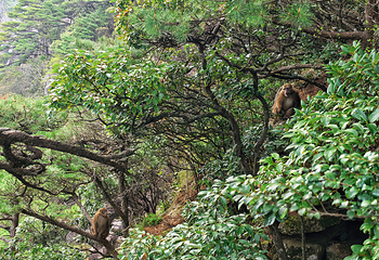 黄山风景区第 213 张图片