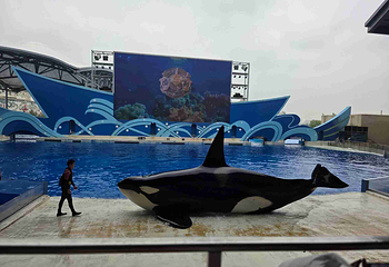 上海海昌海洋公园第 440 张图片