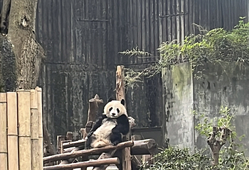 成都大熊猫繁育研究基地第 698 张图片