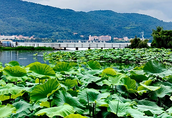 滇池第 57 张图片