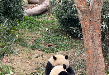 成都大熊猫繁育研究基地第 328 张图片