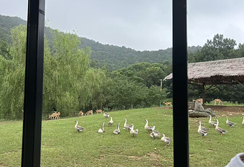 龙之梦动物世界第 94 张图片
