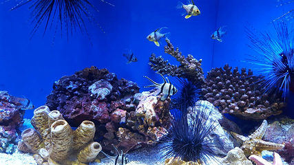 上海海洋水族馆第 103 张图片