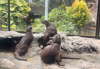 兰卡威海底世界第 37 张图片