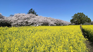 幸手权门堂樱住(4号公园)