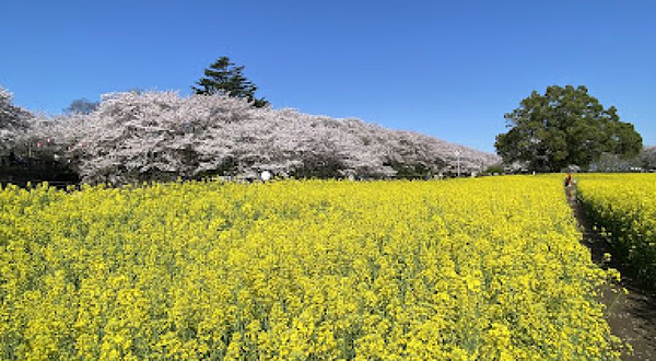 幸手权门堂樱住(4号公园)