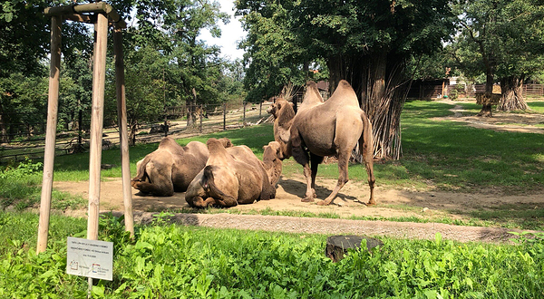Zoo Brno