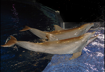 佐治亚水族馆第 5 张图片