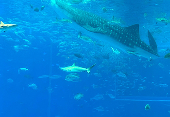 冲绳美丽海水族馆第 83 张图片
