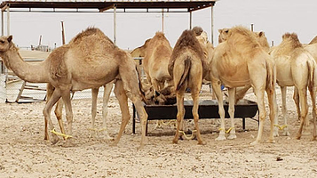 Richard Serra Desert