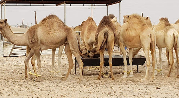 Richard Serra Desert