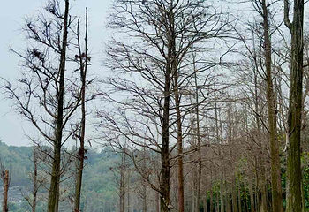 湖光岩风景区第 19 张图片