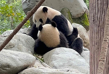 成都大熊猫繁育研究基地第 660 张图片
