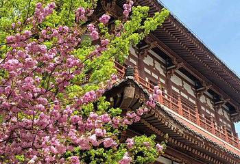 青龙寺第 20 张图片