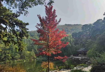 香山公园第 54 张图片