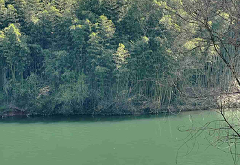 鲸鱼沟竹海风景区第 50 张图片