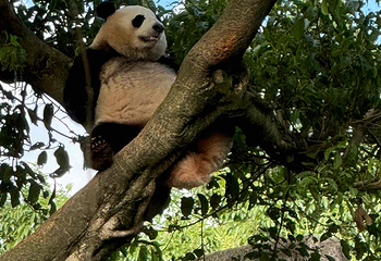 成都大熊猫繁育研究基地第 509 张图片