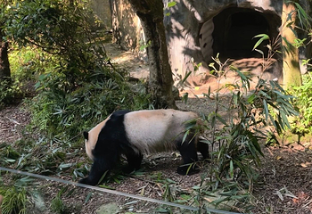 熊猫谷第 152 张图片