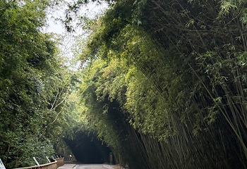 成都大熊猫繁育研究基地第 506 张图片