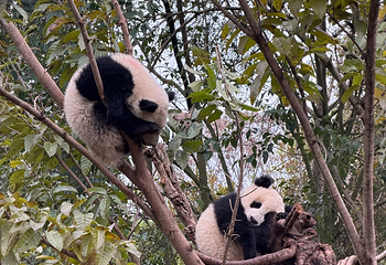 成都大熊猫繁育研究基地第 362 张图片