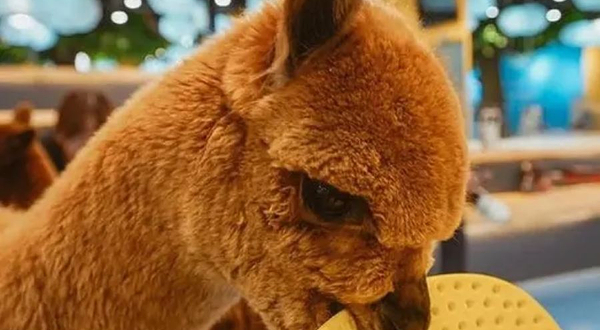 猫咪博物馆(茂业时代广场店)