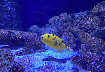 丹麦国立水族馆第 10 张图片