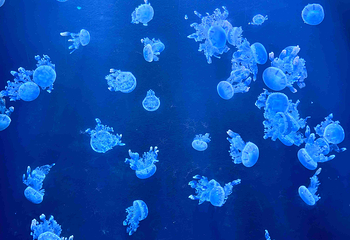 三亚亚特兰蒂斯失落的空间水族馆第 133 张图片