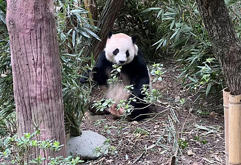 成都大熊猫繁育研究基地第 492 张图片